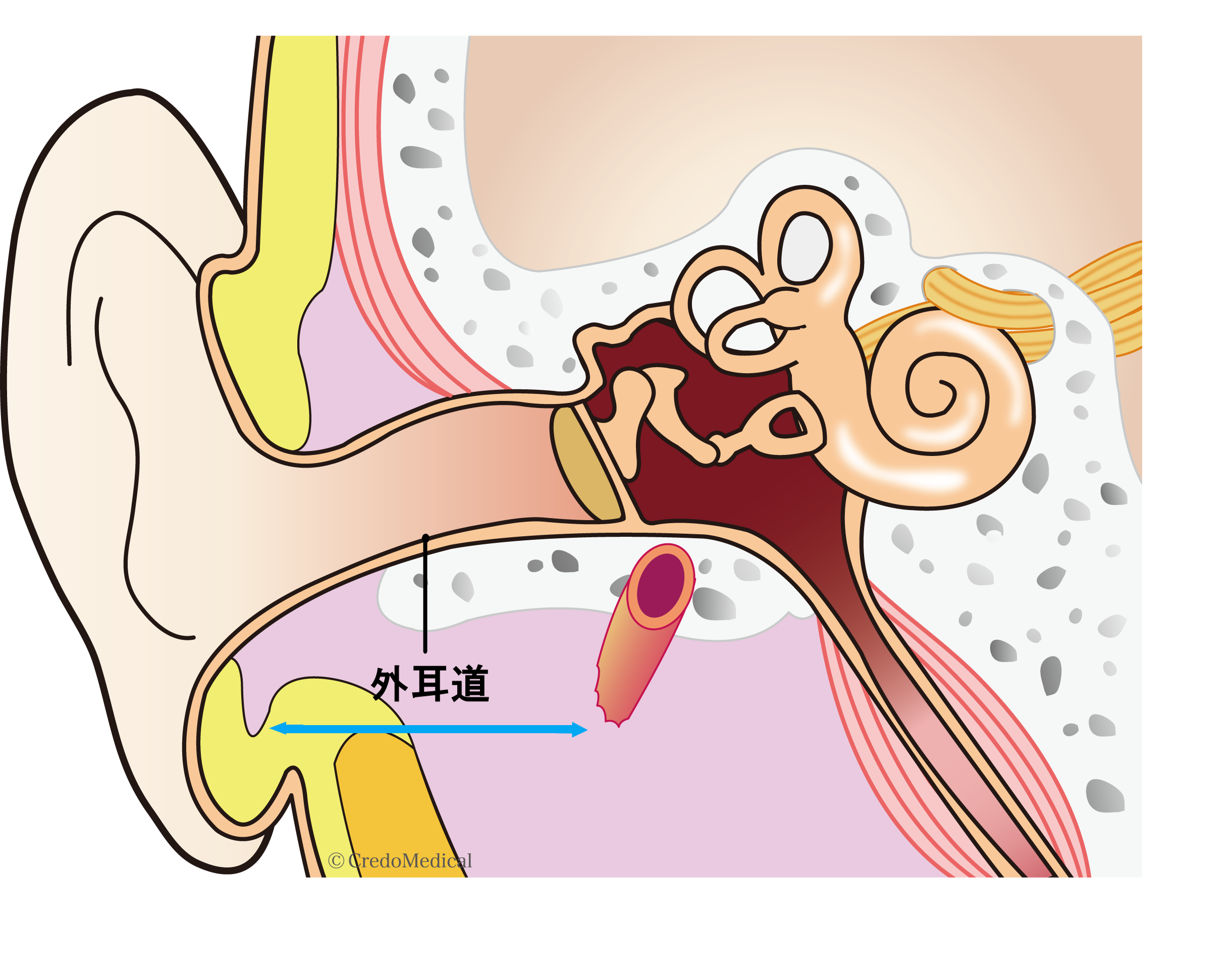 ブログ いのうえ耳鼻咽喉科