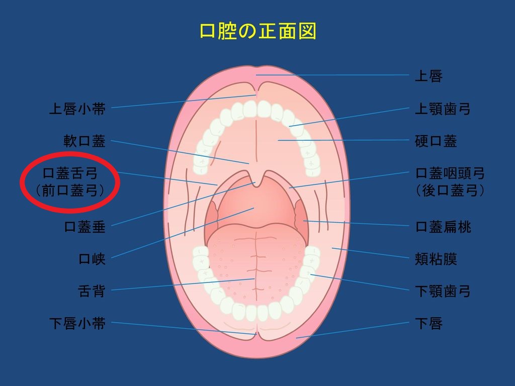 ブログ いのうえ耳鼻咽喉科